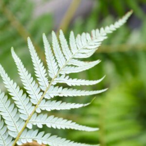 Cyathea dealbata