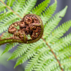 Cyathea medullaris