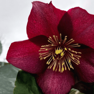 Helleborus 'Ice n' Roses' - Red