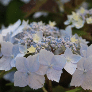Hydrangea 'Blueberries and Cream'