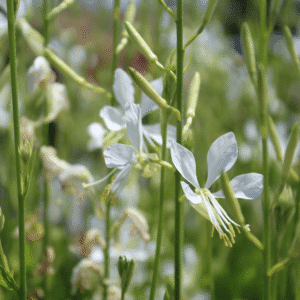 Gaura lindheimeri 'So White'