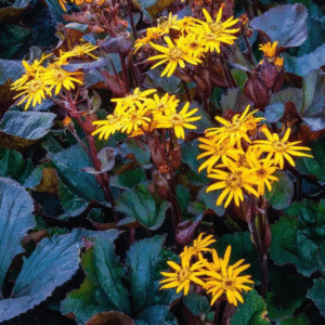 Ligularia dentata 'Britt-Marie Crawford'