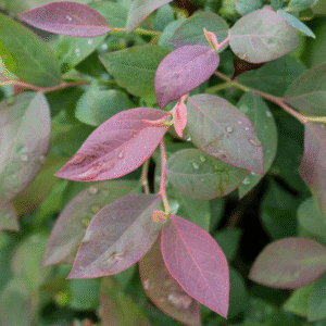 Blueberry 'Pink Icing' ™