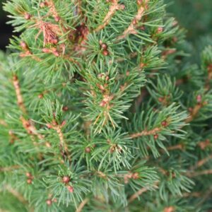 Picea albertina 'Conica'