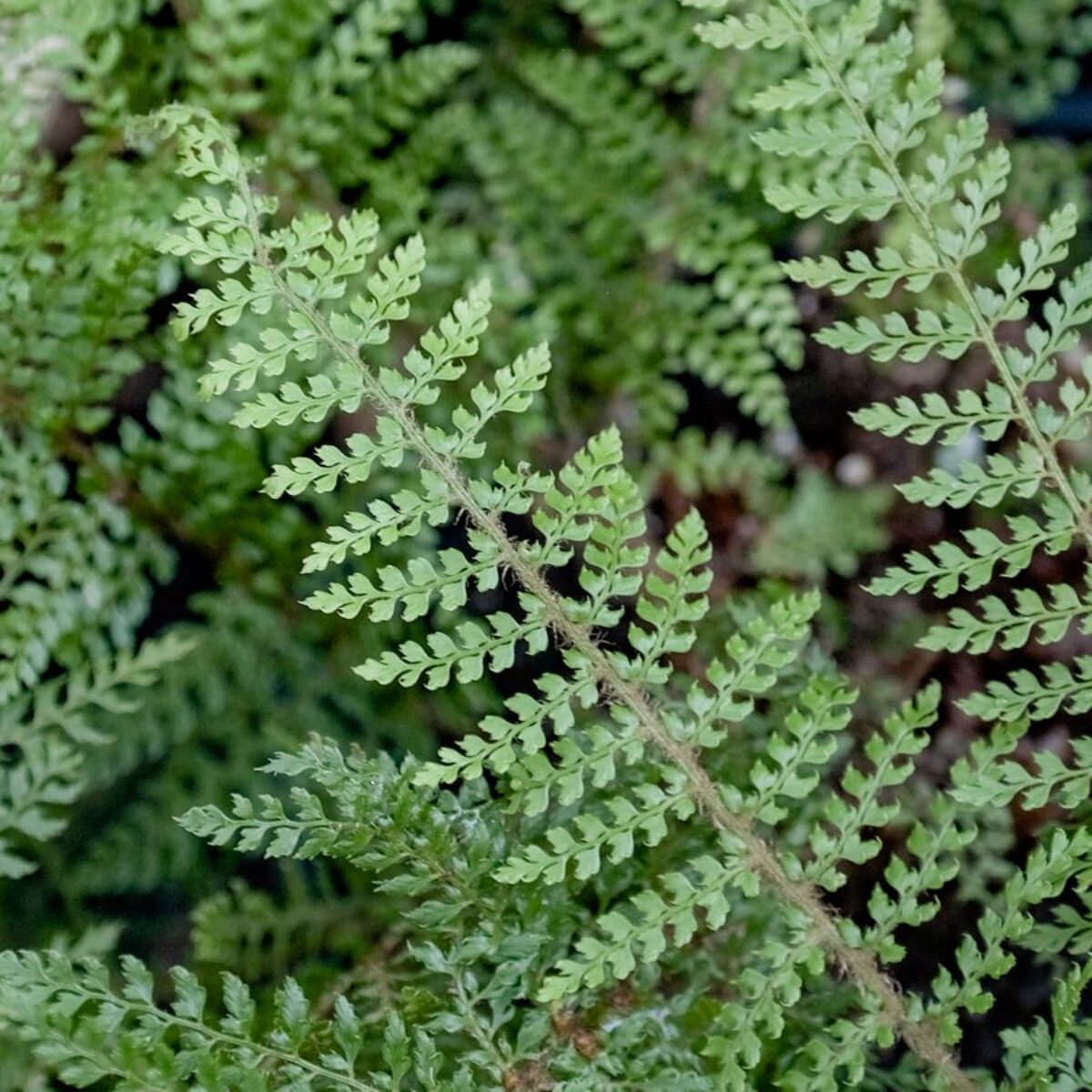 New Zealand Natives - Southern Woods