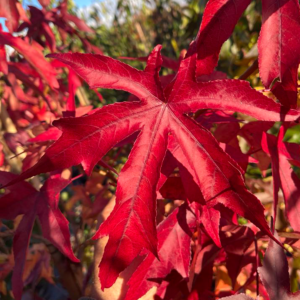 Liquidambar styraciflua 'Frank's Fire'