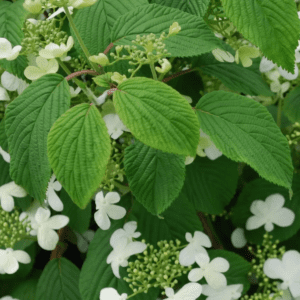 Viburnum plicatum 'Mariesii'