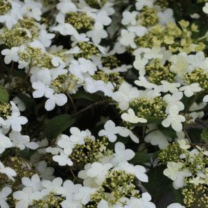 Viburnum plicatum 'Summer Snowflake'