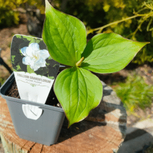 Trillium grandiflorum 'Flore Plena'