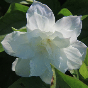 Trillium grandiflorum 'Flore Plena'