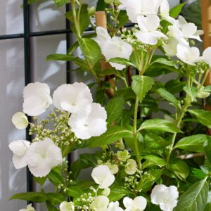 Hydrangea 'Runaway Bride'