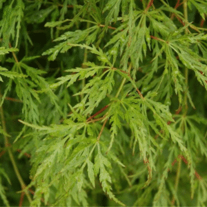 Acer palmatum var. dissectum 'Seiryu'