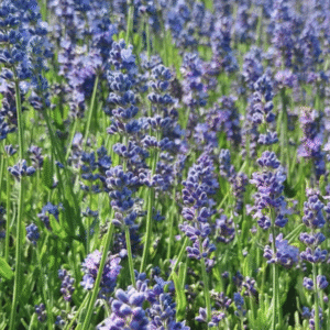 Lavandula 'Thumbelina Leigh'