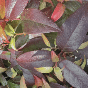 Leucothoe 'Crimson Globe'