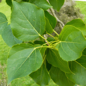 Populus 'Mapiu'