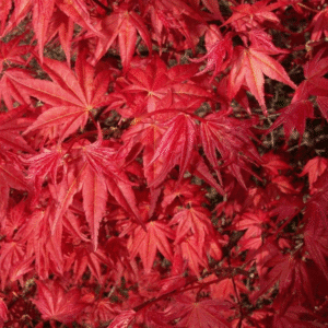 Acer palmatum 'Shindeshojo'