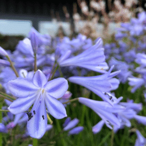 Agapanthus 'Blue Finn' (PVR) - Ecopanthus™