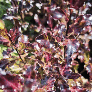 Pittosporum tenuifolium 'Dark Place'