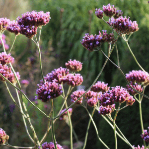 Verbena bonariensis