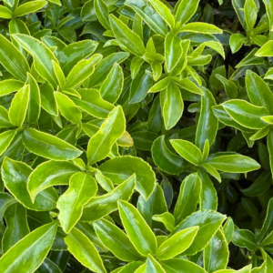 Euonymus 'Emerald Green'