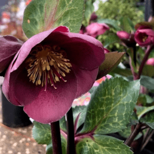 Helleborus Ice 'n' Roses - Merlot