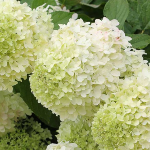 Hydrangea paniculata 'Bombshell'