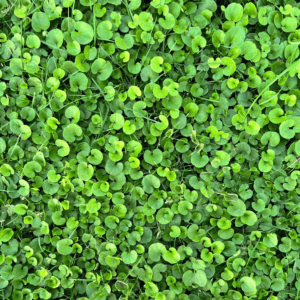 Dichondra 'Emerald Falls'
