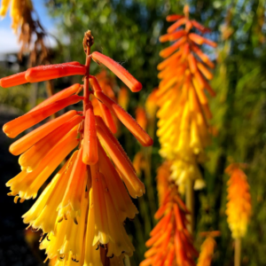 Kniphofia uvaria