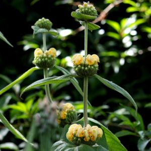 Phlomis russeliana
