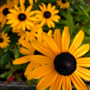 Rudbeckia 'Goldsturm'