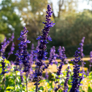 Salvia nemorosa 'Salvatore Blue'