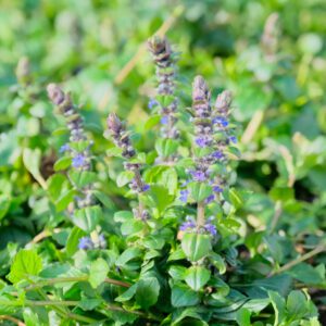 Ajuga reptans 'Texas Tough'