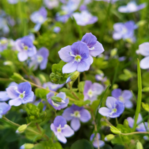 Veronica 'Oxford Blue'
